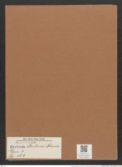 Navicula scutum Schum. (de-Toni-Nr.: Genus 1, Species 462) Zeichnungen Sammlung Grunow Mappe 00409 (Herbarium_W_Grunow_drawings_Folder_00409)